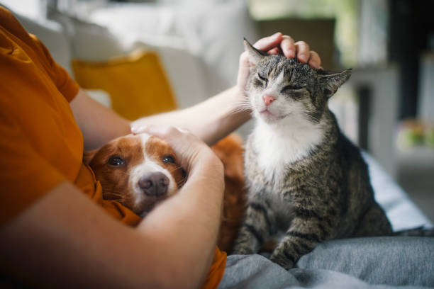 person petting dog and cat